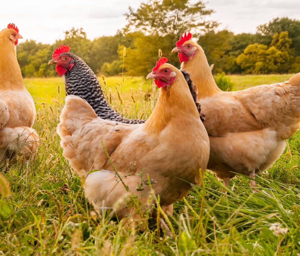 Geflügelpest auch im Kreis Viersen angekommen