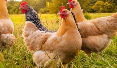 Geflügelpest auch im Kreis Viersen angekommen