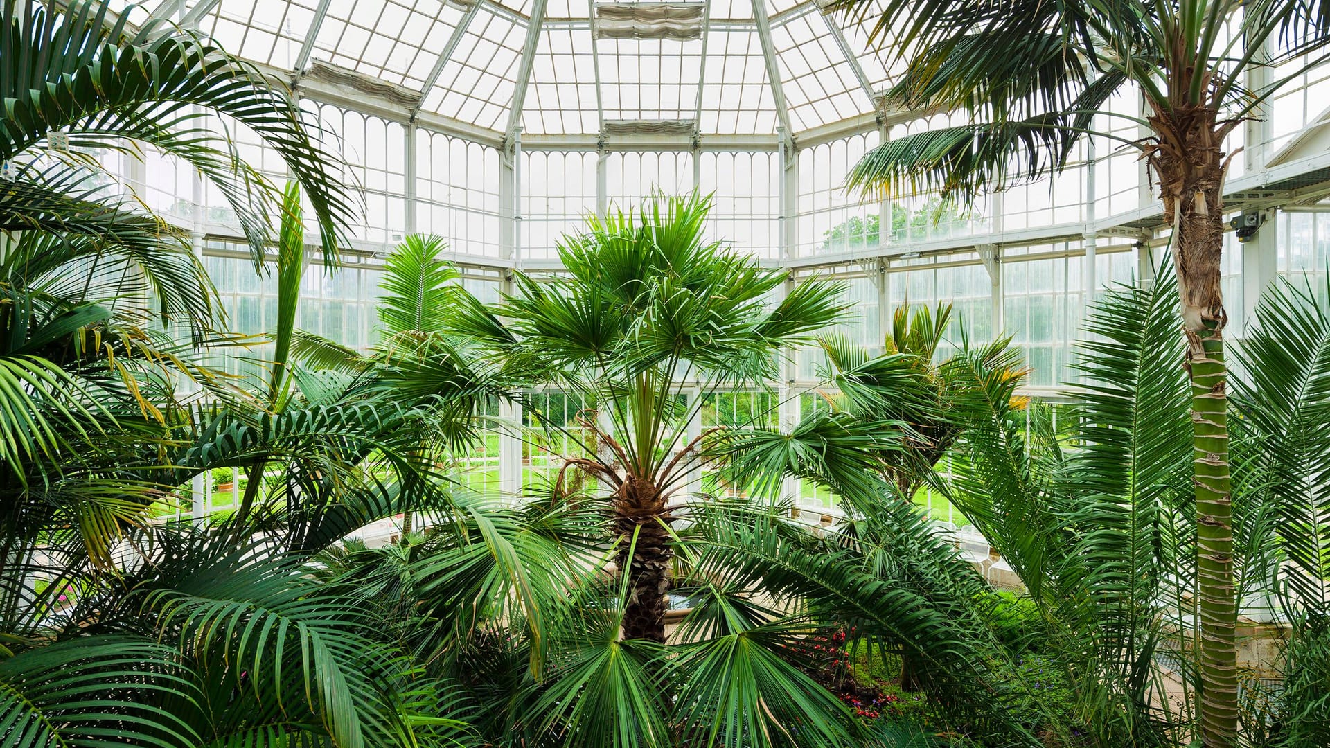 Blick ins Pillnitzer Palmenhaus