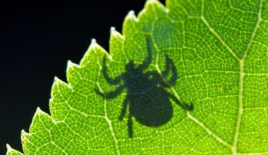 Borreliose-Zahlen in Berlin erreichen Rekordniveau