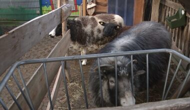 Leichte Sprache: Viele Spenden nach Brand auf einer Kinder-Farm in der Stadt Dresden