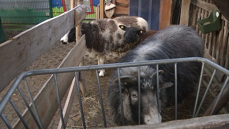 Leichte Sprache: Viele Spenden nach Brand auf einer Kinder-Farm in der Stadt Dresden