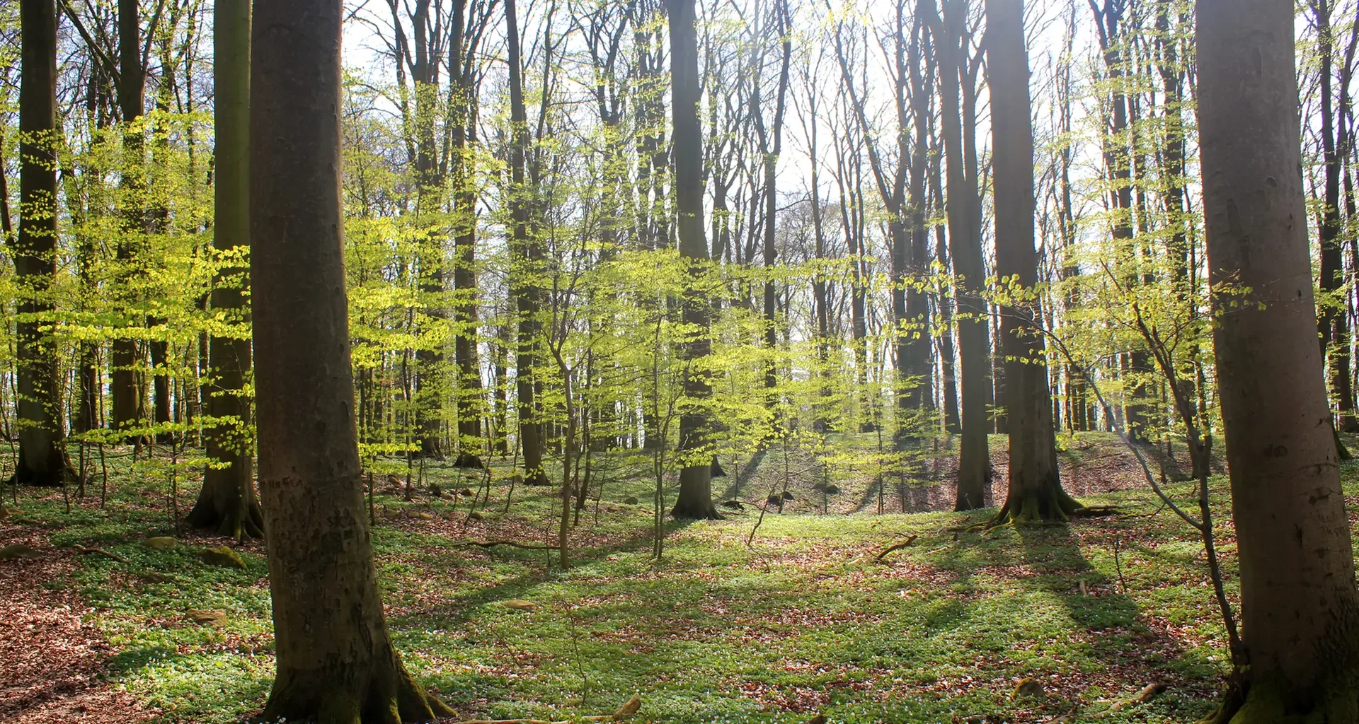 Buchenwälder: Waldexperte Wohlleben widerspricht Minister Backhaus