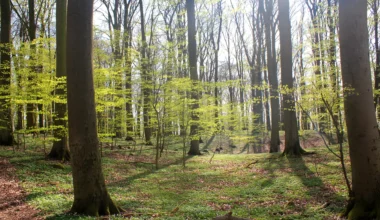 Buchenwälder: Waldexperte Wohlleben widerspricht Minister Backhaus