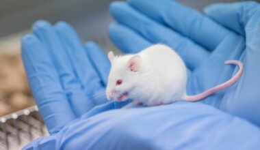 Tierversuche an der Uni Augsburg sind ein Dilemma