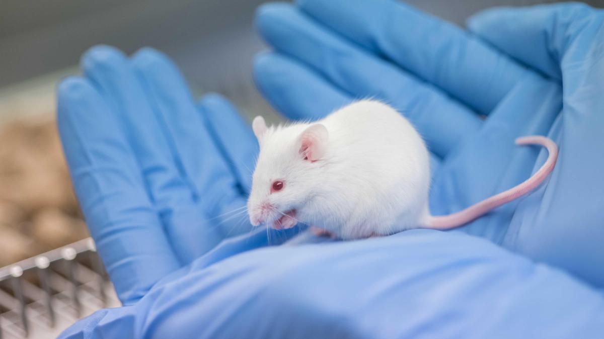 Tierversuche an der Uni Augsburg sind ein Dilemma