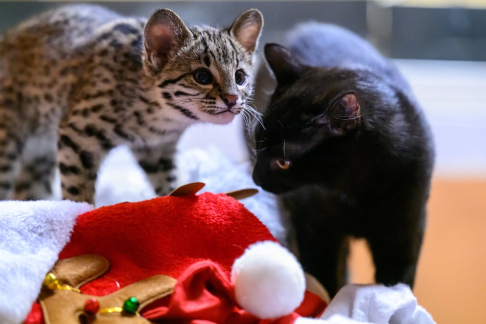 Im Zoo der Minis weihnachtet es bereits.