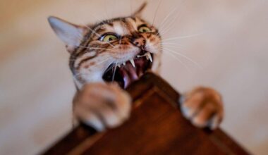 Aachen/Würzburg | Vorsicht, Infektion! Worauf es nach Tierbissen ankommt