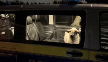 Konstanz | Polizei nimmt ausgebüxtes Schaf fest