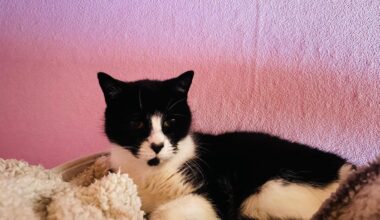 Silvester naht: Tierhalter sollten jetzt Vorsorge treffen