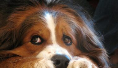 Herford: Tierschutzverein kritisiert Silvesterfeuerwerk - Radio Herford