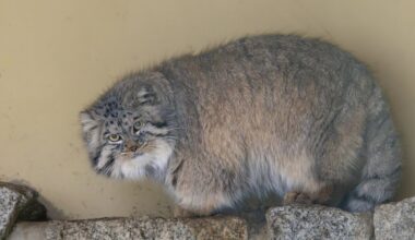 Neuer Mongolischer Manul-Kater im Tierpark Chemnitz: Chemnitz.de