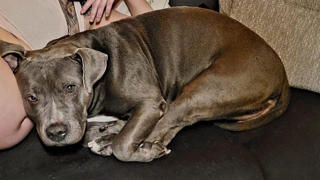 Polizei-Einsatz in Berlin: Hündin mit Axt geschlagen! | Regional