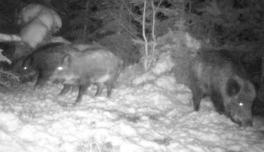 Aggro-Wildschwein versetzt Region in Angst: „Er stinkt und ist unberechenbar“ | News