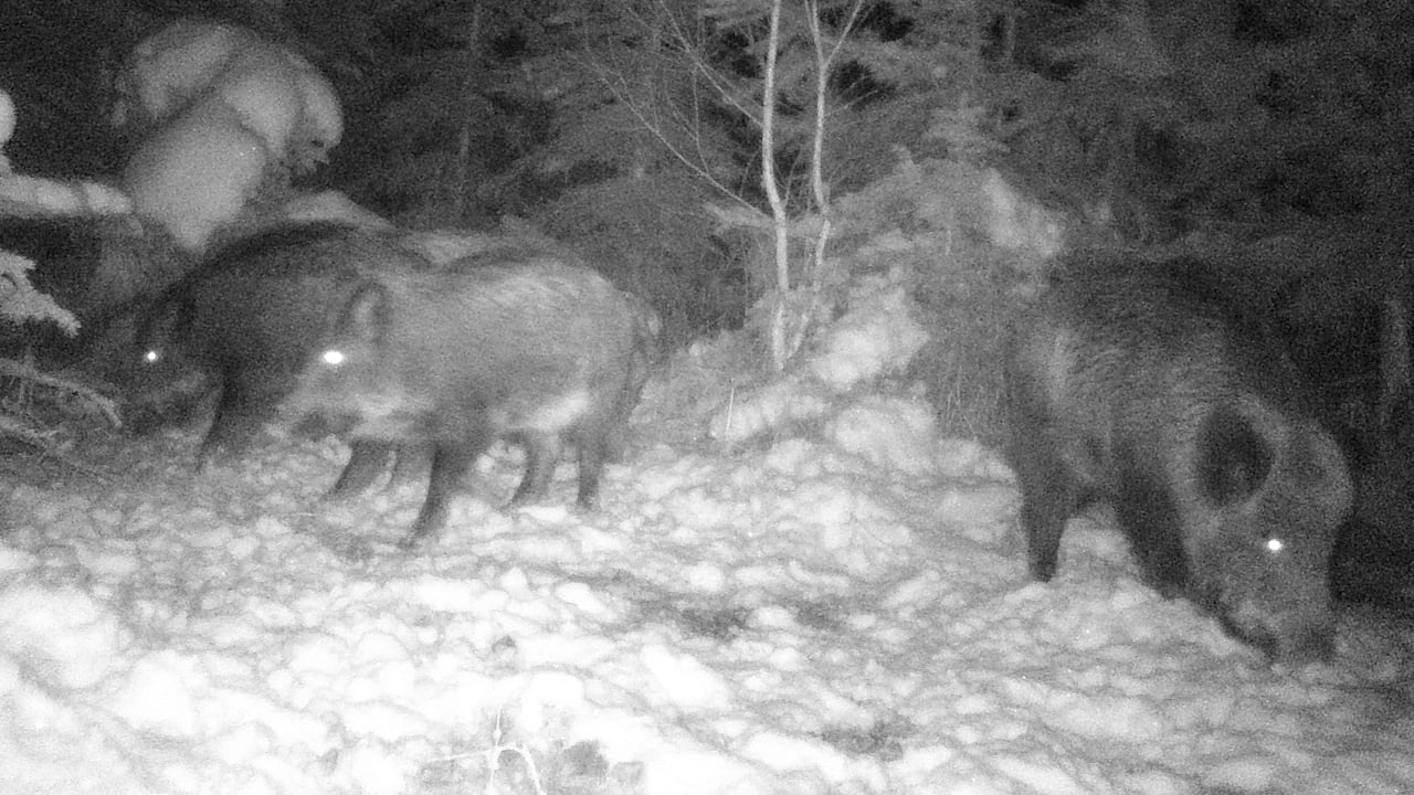 Aggro-Wildschwein versetzt Region in Angst: „Er stinkt und ist unberechenbar“ | News