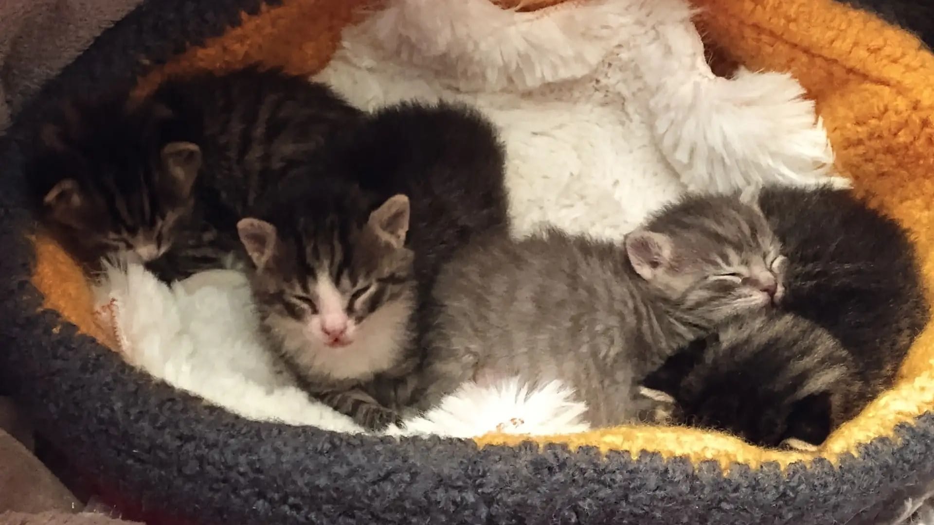 Die fünf Kitten im Hamburger Tierheim: Sie wurden Mitte November kaltblütig ausgesetzt.