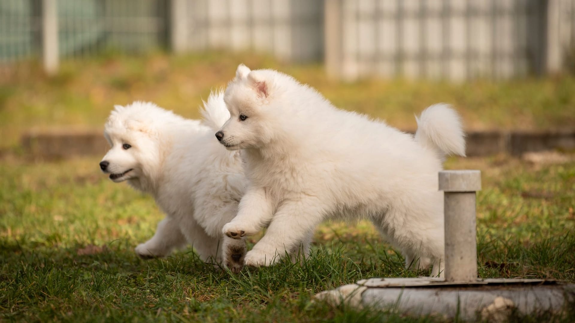 Diese Eisbären-Rüden suchen ein neues Zuhause: Die Waldweihnacht, die das Tierheim Nürnberg am Wochenende ausrichtet, könnte einen Beitrag dazu leisten. Diese Eisbären-Rüden suchen ein neues Zuhause: Die Waldweihnacht, die das Tierheim Nürnberg am Wochenende ausrichtet, könnte einen Beitrag dazu leisten.