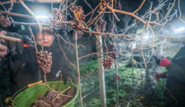 Joachim Rukwied: „Trinkt mehr deutschen Wein“ – Bauernpräsident warnt vor „desaströser“ Lage für Winzer und Landwirte