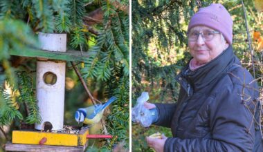 Darum lockt diese Baumreihe im Großen Garten so viele Senioren an