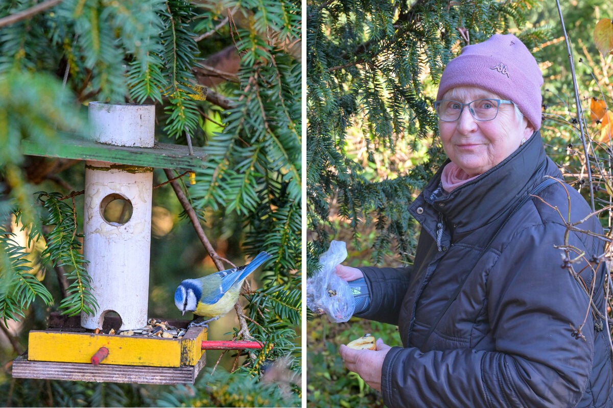 Darum lockt diese Baumreihe im Großen Garten so viele Senioren an