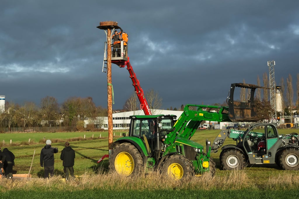 Enger: Storchennest steht wieder sicher