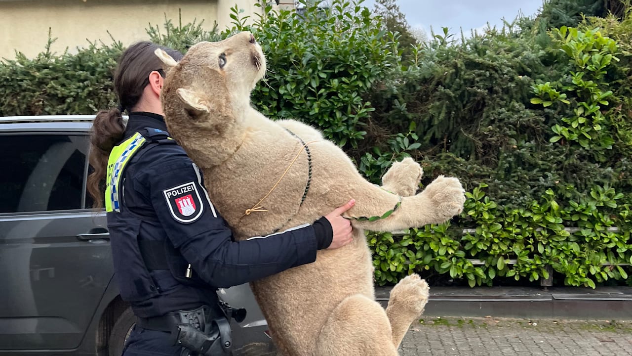 Polizei beschlagnahmt ausgestopften Puma in Hamburg | Regional