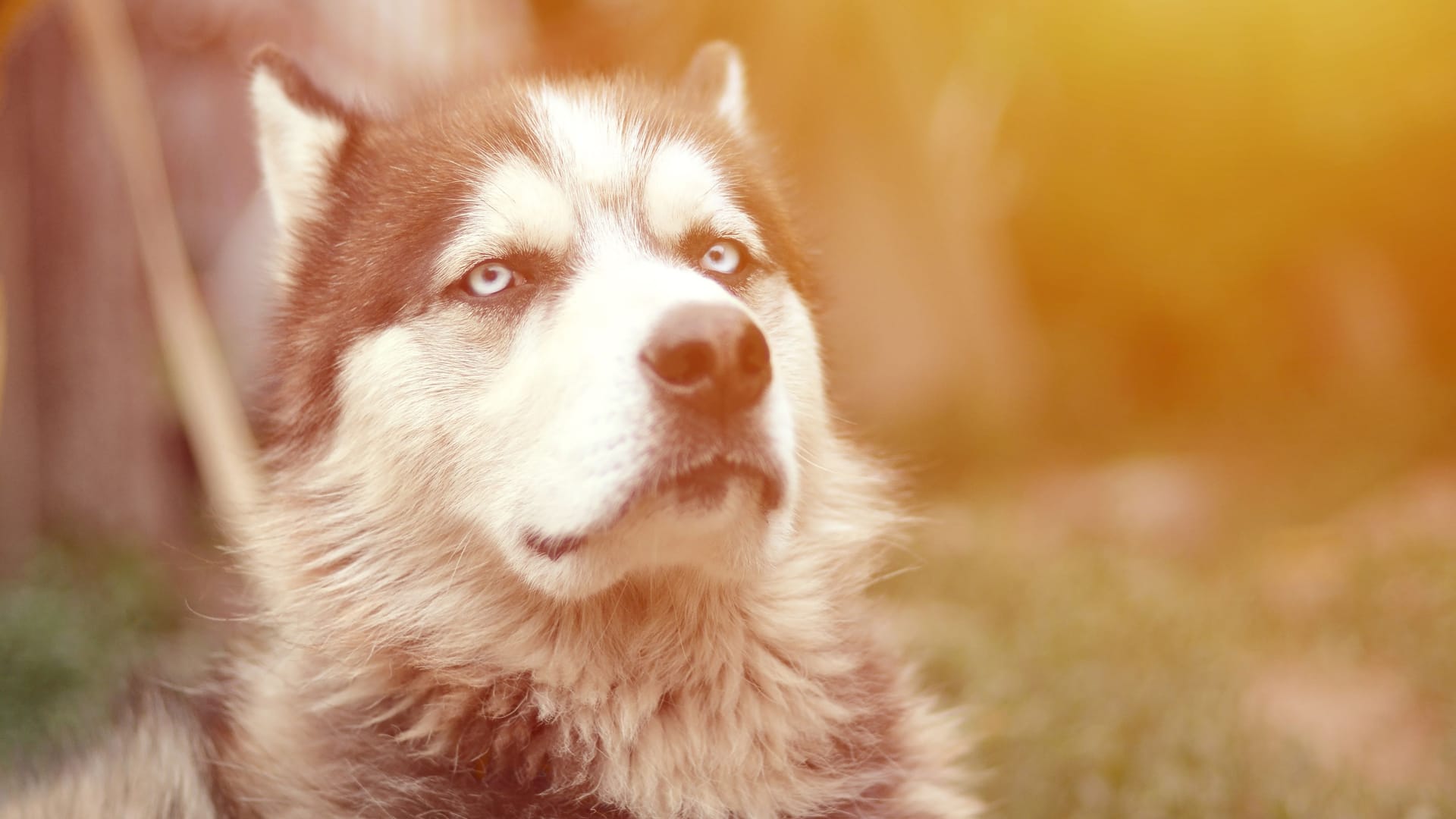 Ein Husky (Symbolbild): In Hannover gibt es Streit wegen eines eingeschläferten Hundes. Ein Husky (Symbolbild): In Hannover gibt es Streit wegen eines eingeschläferten Hundes.