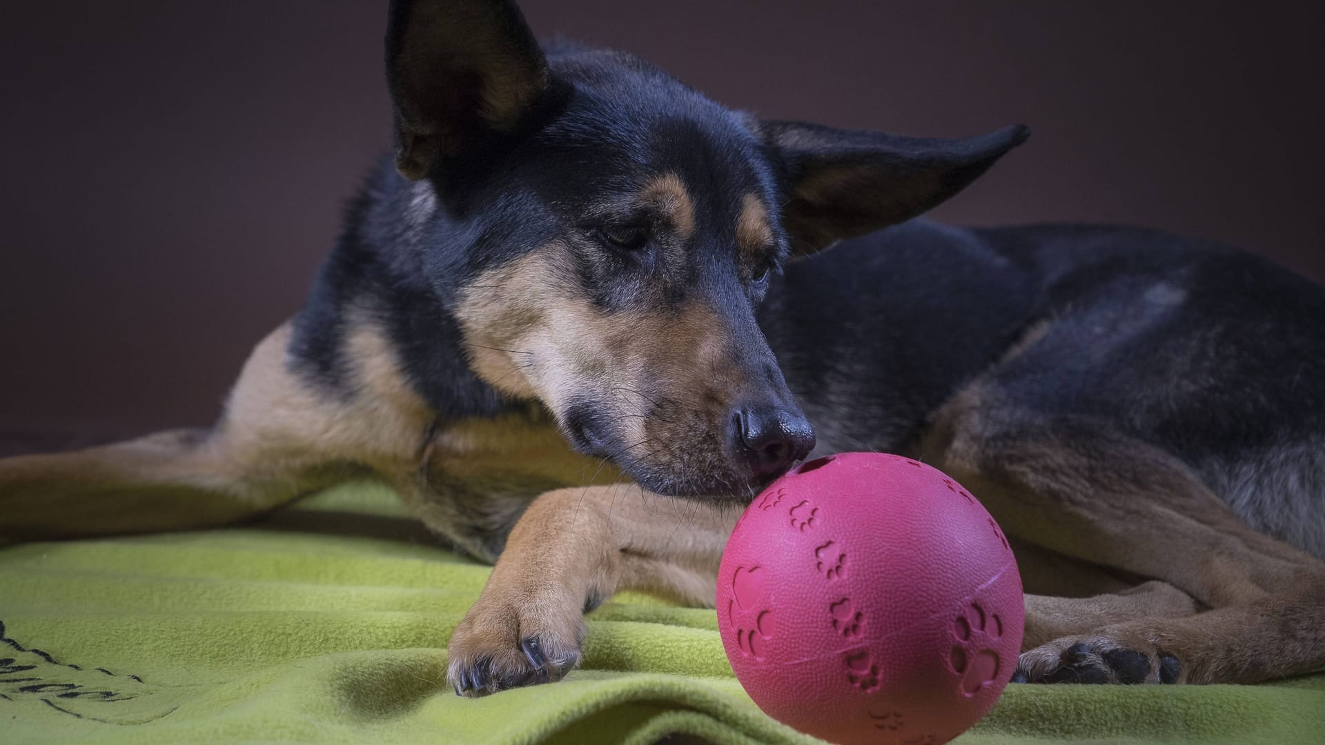 Ein Schäferhund-Mischling (Symbolbild): In Hamburg werden neue Halter für einen Hundemix gesucht.