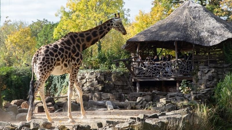 Eine Giraffe im Zoo Hannover: Der Erlebnis-Zoo wurde mit einem Award ausgezeichnet.