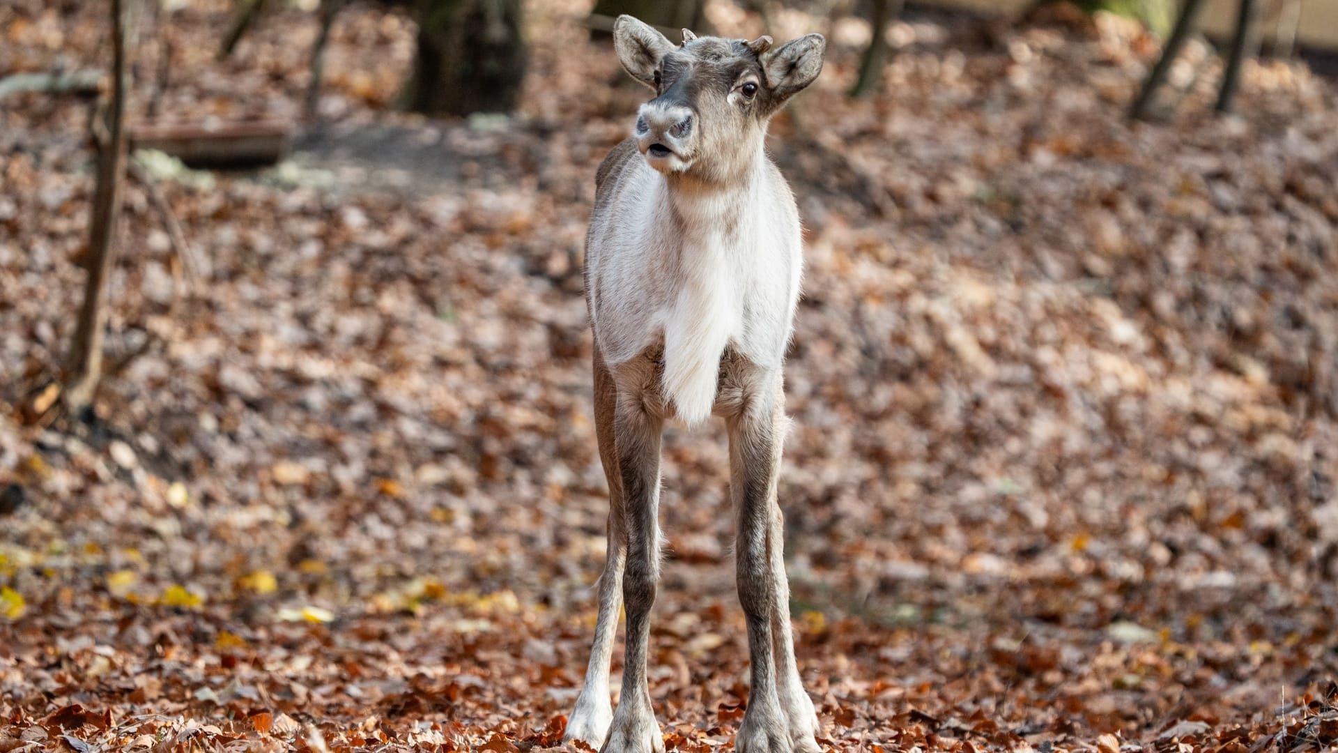 Eines der Waldrentiere: Neben einem Männchen leben jetzt auch drei Weibchen im Tiergarten.