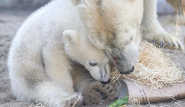 Eisbär Mika im Karlsruher Zoo – Rückblick auf das erste Lebensjahr
