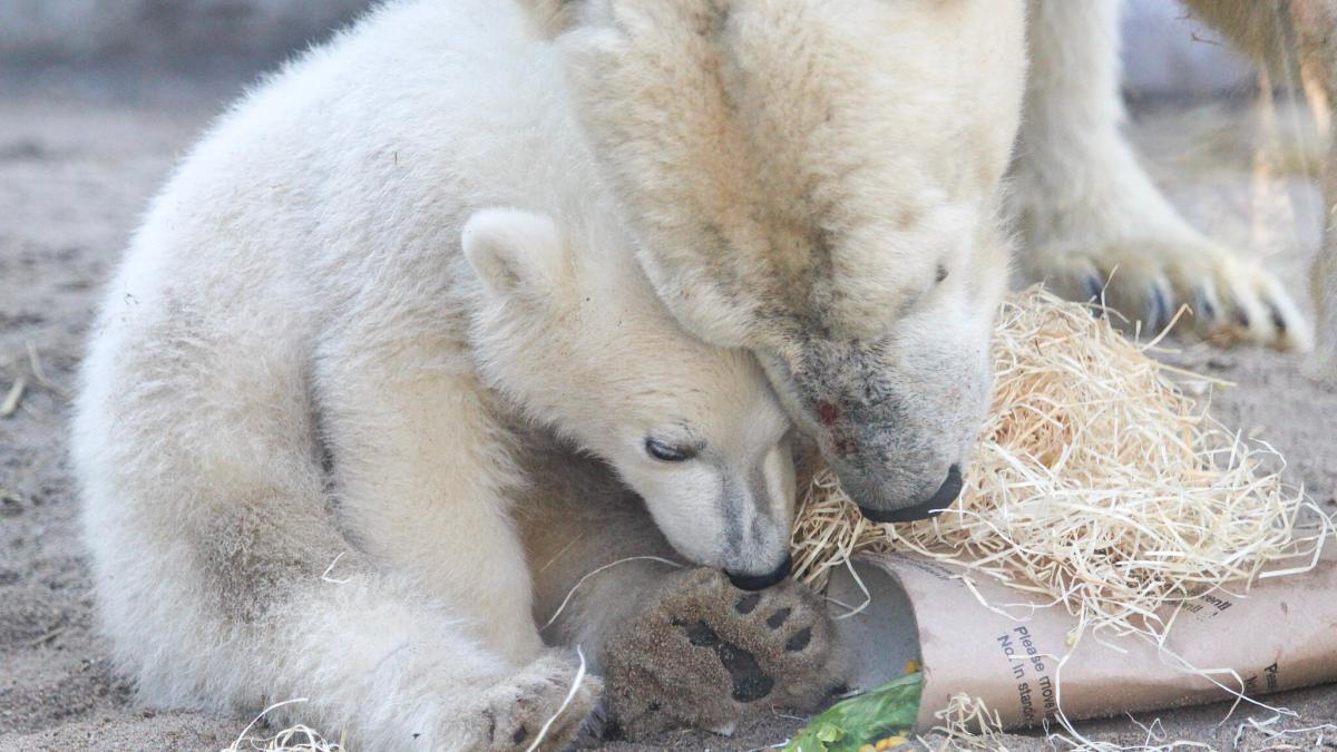 Eisbär Mika im Karlsruher Zoo – Rückblick auf das erste Lebensjahr