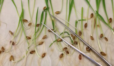 Lebensmittel - Was hat die EU zum Thema Gentechnik entschieden? - Politik