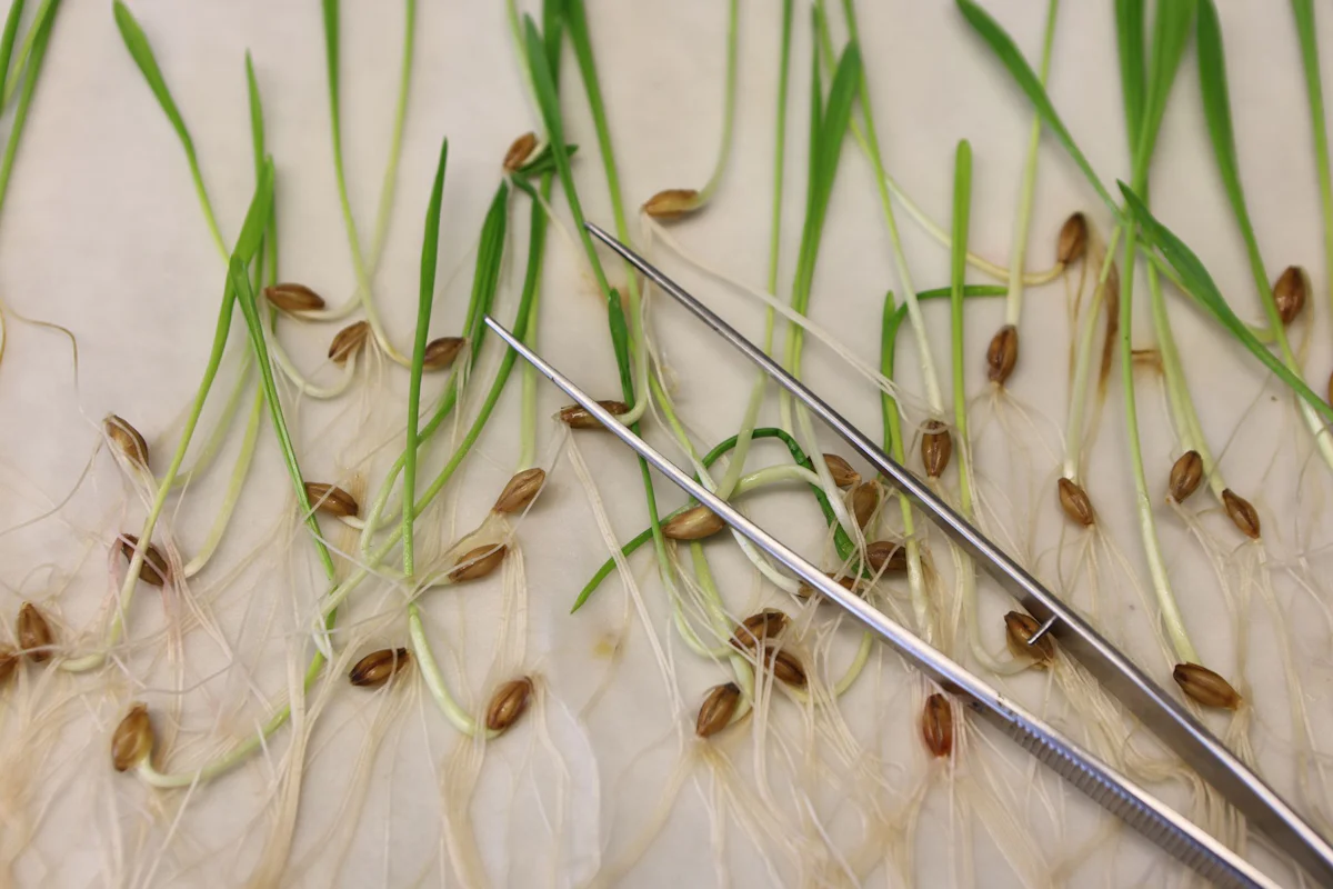 Lebensmittel - Was hat die EU zum Thema Gentechnik entschieden? - Politik