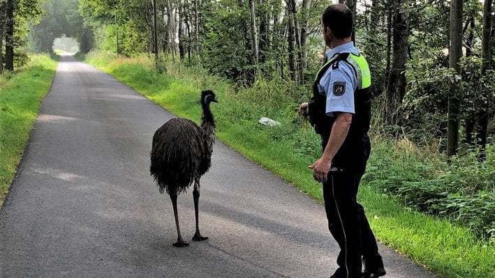 Findet Emu!: Riesenvogel in Brandenburg entlaufen | Regional