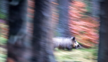 Lehre: Morgen Jagd im Beienroder Holz - Kreisstraße gesperrt