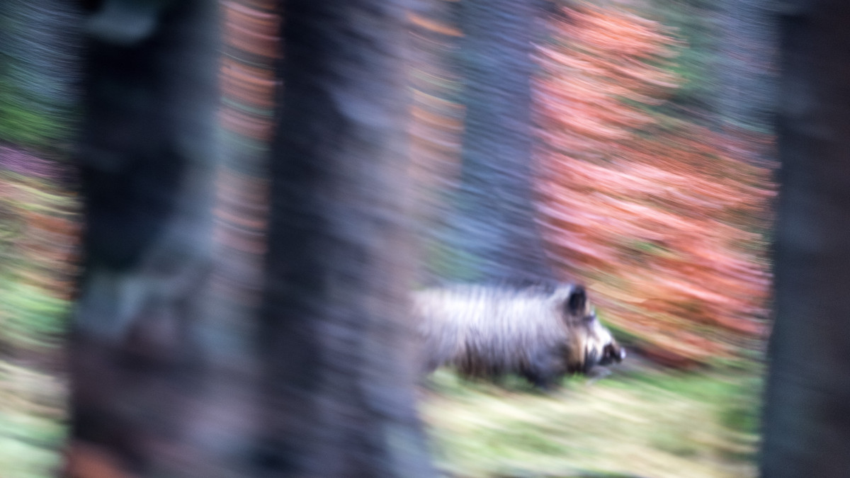 Lehre: Morgen Jagd im Beienroder Holz - Kreisstraße gesperrt