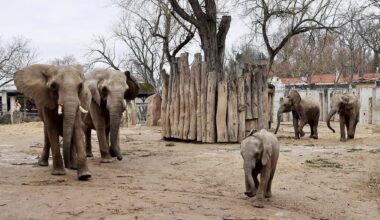 Bald für immer in Berlin: Halles Elefantenherde. Der Bergzoo grübelt indes schon über einem Abschiedsfest für die Dickhäuter.