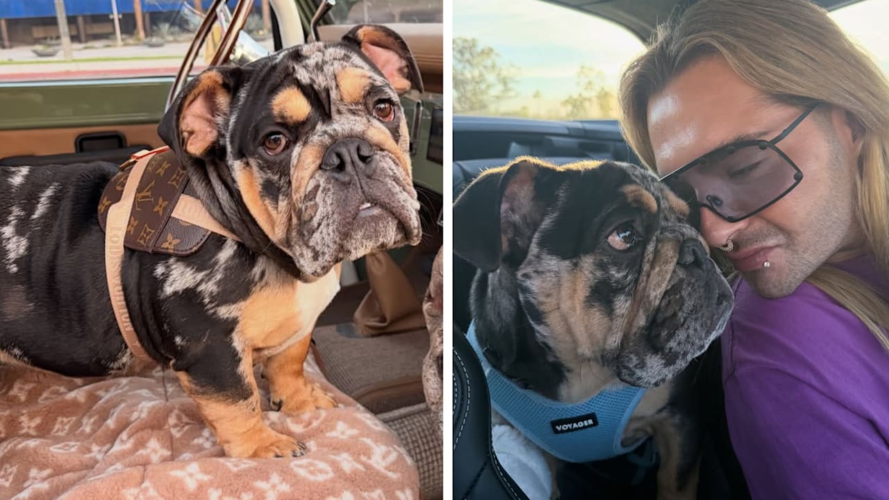 Bill Kaulitz ganz verliebt in neuen Wuffi | Unterhaltung