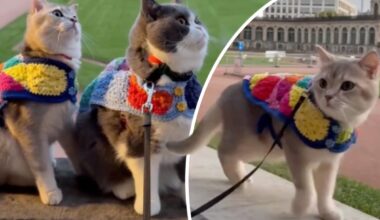 Louie und Todd erobern Dresden