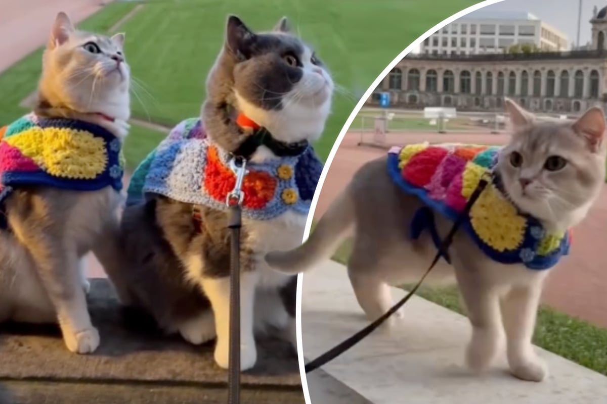 Louie und Todd erobern Dresden