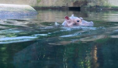 Junges Hippo im Berliner Zoo hat nun einen Namen