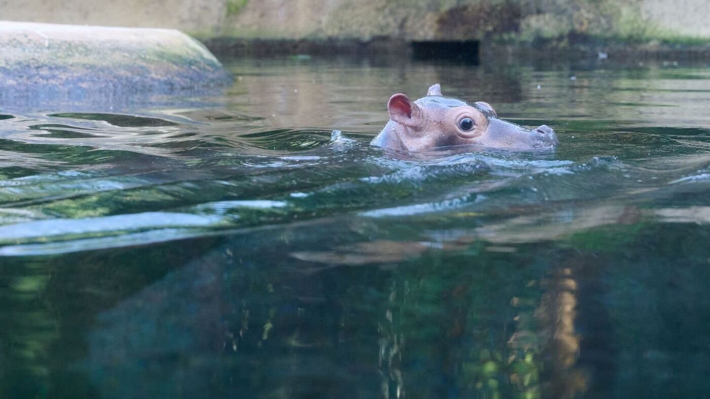 Junges Hippo im Berliner Zoo hat nun einen Namen