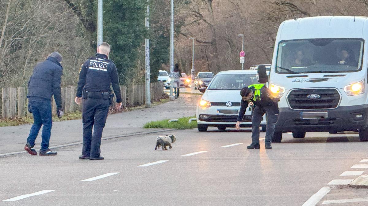 Kleiner Hund löst Polizeieinsatz und Straßensperrung aus