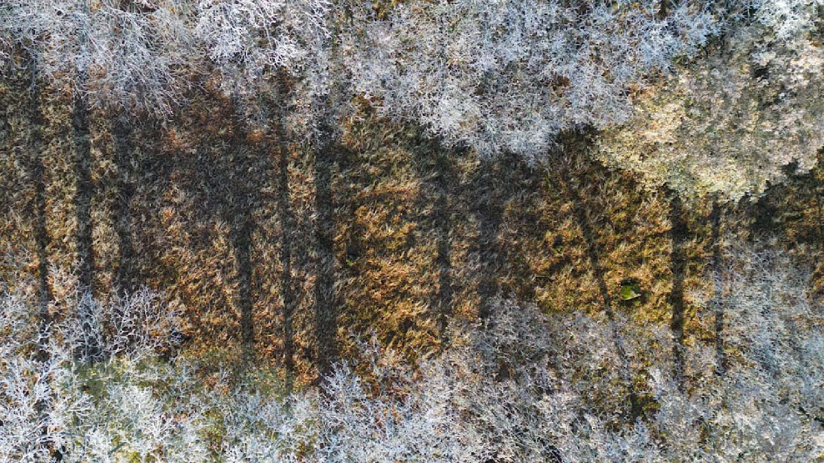 So winterlich wird Silvester in Berlin und Brandenburg