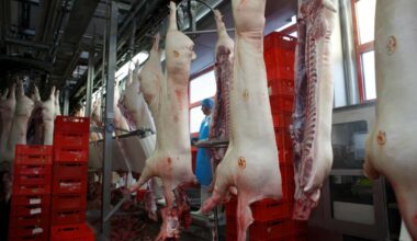 Nach Schließung in Perleberg: Neuer Schlachthof für Brandenburg?