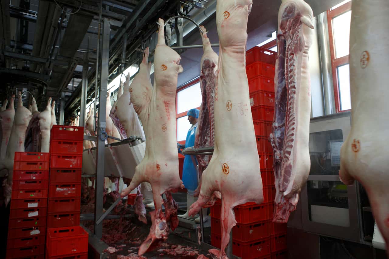 Nach Schließung in Perleberg: Neuer Schlachthof für Brandenburg?