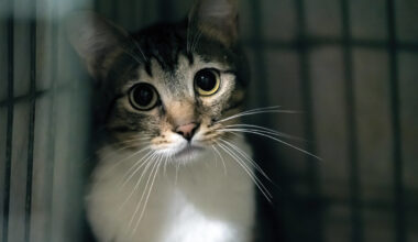 Bittere Nachricht! Tiertafel Gelsenkirchen mit Aufnahmestopp für Katzen