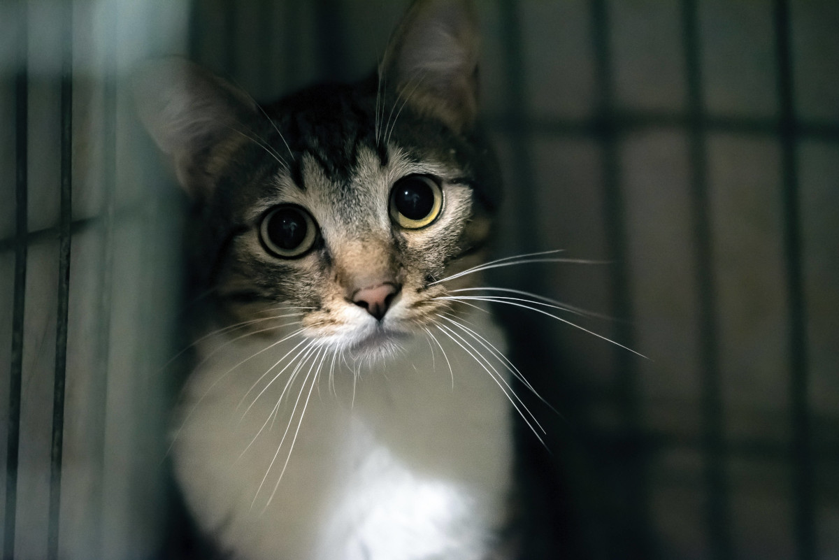 Bittere Nachricht! Tiertafel Gelsenkirchen mit Aufnahmestopp für Katzen