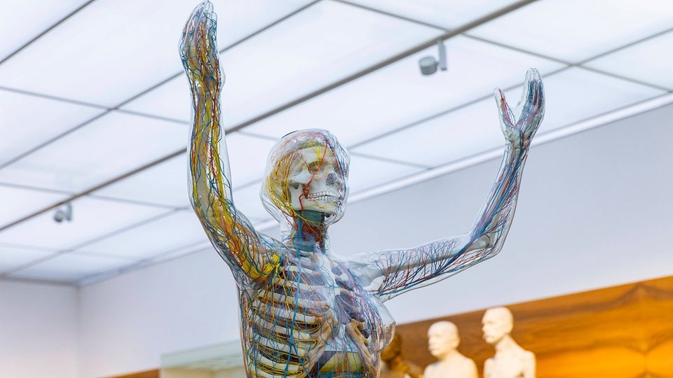 Dresden: Ausstellungshit "gläserne Frau" kehrt ins Hygiene-Museum zurück